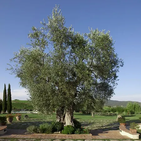 Il Casale Degli Olivi * 卡帕尔比奥